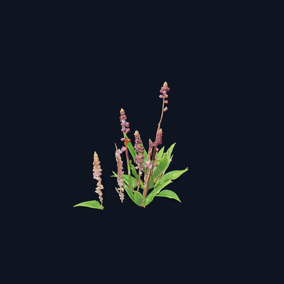 Violet Flower Collection D Model Pack